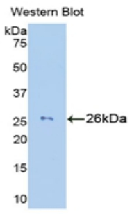 GZMM / Granzyme M Antibody - Western blot of recombinant GZMM / Granzyme M.  This image was taken for the unconjugated form of this product. Other forms have not been tested.