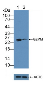 GZMM / Granzyme M Antibody - Knockout Varification: Lane 1: Wild-type K562 cell lysate; Lane 2: GZMM knockout K562 cell lysate; Predicted MW: 28kd Observed MW: 25kd Primary Ab: 1µg/ml Rabbit Anti-Human GZMM Antibody Second Ab: 0.2µg/mL HRP-Linked Caprine Anti-Rabbit IgG Polyclonal Antibody