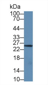 GZMM / Granzyme M Antibody - Western Blot; Sample: Human Jurkat cell lysate; Primary Ab: 1µg/ml Rabbit Anti-Human GZMM Antibody Second Ab: 0.2µg/mL HRP-Linked Caprine Anti-Rabbit IgG Polyclonal Antibody (Catalog: SAA544Rb19