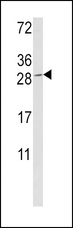 GZMM / Granzyme M Antibody - Western blot of GZMM Antibody in K562 cell line lysates (35 ug/lane). GZMM (arrow) was detected using the purified antibody.