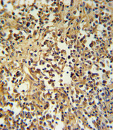 GZMM / Granzyme M Antibody - GZMM Antibody IHC of formalin-fixed and paraffin-embedded human lymph tissue followed by peroxidase-conjugated secondary antibody and DAB staining.