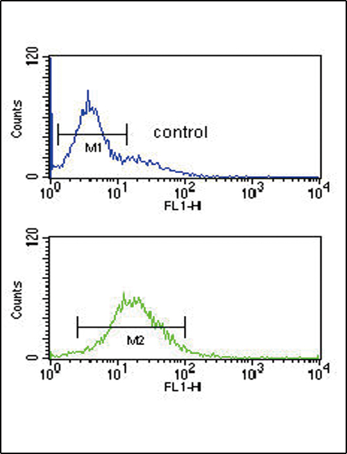 GZMM / Granzyme M Antibody - GZMM Antibody flow cytometry of K562 cells (bottom histogram) compared to a negative control cell (top histogram). FITC-conjugated goat-anti-rabbit secondary antibodies were used for the analysis.