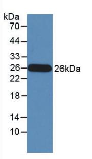GZMM / Granzyme M Antibody - Western Blot; Sample: Recombinant GZMM, Human.