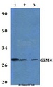 GZMM / Granzyme M Antibody - Western blot of GZMM antibody at 1:500 dilution Line1:HeLa whole cell lysate Line2:PC12 whole cell lysate Line3:sp20 whole cell lysate.