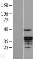 GZMM / Granzyme M Protein - Western validation with an anti-DDK antibody * L: Control HEK293 lysate R: Over-expression lysate