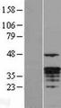 GZMM / Granzyme M Protein - Western validation with an anti-DDK antibody * L: Control HEK293 lysate R: Over-expression lysate