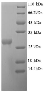 HP0005 / OMP Decarboxylase Protein - (Tris-Glycine gel) Discontinuous SDS-PAGE (reduced) with 5% enrichment gel and 15% separation gel.