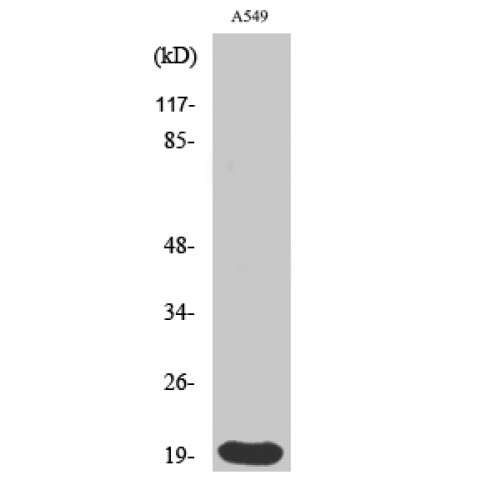 H1F0 Antibody - Western blot of Histone 1.0 antibody