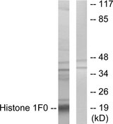 H1F0 Antibody - Western blot analysis of lysates from A549 cells, using Histone 1F0 Antibody. The lane on the right is blocked with the synthesized peptide.