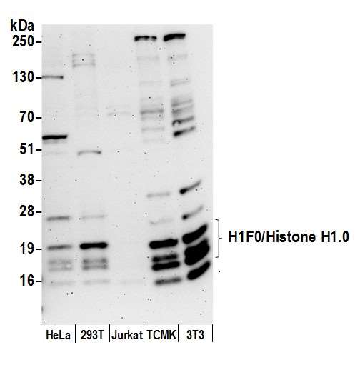 H1F0 Antibody - Detection of human and mouse H1F0/Histone H1 by western blot. Samples: Whole cell lysate (50 µg) from HeLa, HEK293T, Jurkat, mouse TCMK-1, and mouse NIH 3T3 cells prepared using NETN lysis buffer. Antibody: Affinity purified rabbit anti-H1F0/Histone H1.0 antibody used for WB at 0.4 µg/ml. Detection: Chemiluminescence with an exposure time of 3 minutes.