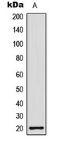 H1F0 Antibody - Western blot analysis of Histone H1.0 expression in HeLa (A) whole cell lysates.