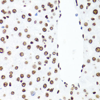 H1F0 Antibody - Immunohistochemistry of paraffin-embedded rat liver tissue.