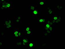 H1F0 Antibody - Immunofluorescent analysis of HepG2 cells at a dilution of 1:100 and Alexa Fluor 488-congugated AffiniPure Goat Anti-Rabbit IgG(H+L)