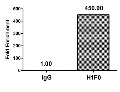 H1F0 Antibody - Chromatin Immunoprecipitation Hela (4*10E6) were treated with Micrococcal Nuclease, sonicated, and immunoprecipitated with 5µg anti-H1F0 (H1F0 (Ab-81) Antibody) or a control normal rabbit IgG. The resulting ChIP DNA was quantified using real-time PCR with primers against the ß-Globin promoter.