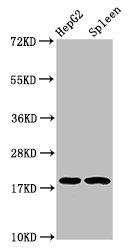 H1F0 Antibody - Positive Western Blot detected in HepG2 whole cell lysate, Rat spleen tissue. All lanes: H1F0 antibody at 1.9 µg/ml Secondary Goat polyclonal to rabbit IgG at 1/50000 dilution. Predicted band size: 21, 20 KDa. Observed band size: 21 KDa