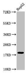 H1F0 Antibody - Western Blot Positive WB detected in: HepG2 whole cell lysate All lanes: H1F0 antibody at 1:50 Secondary Goat polyclonal to rabbit IgG at 1/50000 dilution Predicted band size: 21 kDa Observed band size: 21 kDa