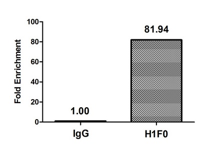H1F0 Antibody - Chromatin Immunoprecipitation Hela (4*10E6) were treated with Micrococcal Nuclease, sonicated, and immunoprecipitated with 5µg anti-HIST1H1C (Mono-methyl-H1F0 (K101) Antibody) or a control normal rabbit IgG. The resulting ChIP DNA was quantified using real-time PCR with primers against the ß-Globin promoter.