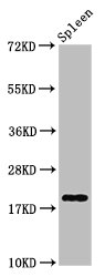 H1F0 Antibody - Positive Western Blot detected in Rat spleen tissue. All lanes: H1F0 antibody at 0.85 µg/ml Secondary Goat polyclonal to rabbit IgG at 1/50000 dilution. Predicted band size: 21, 20 KDa. Observed band size: 21 KDa