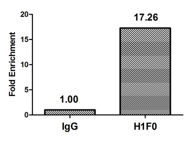 H1F0 Antibody - Chromatin Immunoprecipitation Hela (4*10E6) were treated with Micrococcal Nuclease, sonicated, and immunoprecipitated with 5µg anti-H1F0 (H1F0 (Ab-101) Antibody) or a control normal rabbit IgG. The resulting ChIP DNA was quantified using real-time PCR with primers against the ß-Globin promoter.