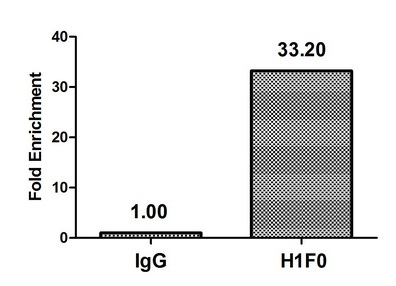 H1F0 Antibody - Chromatin Immunoprecipitation Hela (4*10E6) were treated with Micrococcal Nuclease, sonicated, and immunoprecipitated with 5µg anti-HIST1H1C (Mono-methyl-H1F0 (K81) Antibody) or a control normal rabbit IgG. The resulting ChIP DNA was quantified using real-time PCR with primers against the ß-Globin promoter.