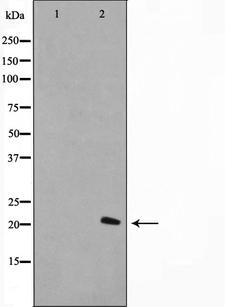 H1F0 Antibody - Western blot analysis on A549 cell lysates using Histone H1.0 antibody. The lane on the left is treated with the antigen-specific peptide.