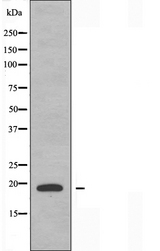 H1F0 Antibody - Western blot analysis of extracts of A549 cells using Histone 1F0 antibody.