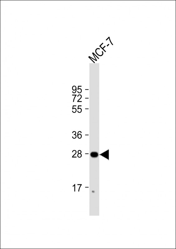 H1FNT Antibody - Anti-H1FNT Antibody (N-Term) at 1:2000 dilution + MCF-7 whole cell lysate Lysates/proteins at 20 ug per lane. Secondary Goat Anti-Rabbit IgG, (H+L), Peroxidase conjugated at 1:10000 dilution. Predicted band size: 28 kDa. Blocking/Dilution buffer: 5% NFDM/TBST.