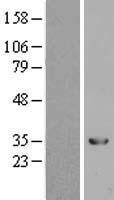 H1FNT Protein - Western validation with an anti-DDK antibody * L: Control HEK293 lysate R: Over-expression lysate