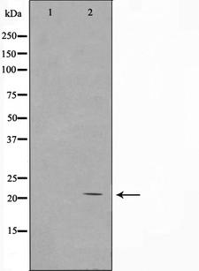 H1FOO Antibody - Western blot analysis on COS7 cell lysates using Histone H1 antibody. The lane on the left is treated with the antigen-specific peptide.