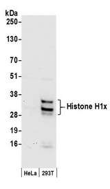H1FX Antibody - Detection of human Histone H1x by western blot. Samples: Whole cell lysate (50 µg) from HeLa and 293T cells prepared using NETN lysis buffer. Antibodies: Affinity purified rabbit anti-Histone H1x antibody used for WB at 0.1 µg/ml. Detection: Chemiluminescence with an exposure time of 30 seconds.