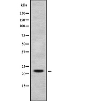 H1FX Antibody - Western blot analysis of Histone H1X using K562 whole cells lysates