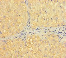 H2AFB1 Antibody - Immunohistochemistry of paraffin-embedded human liver tissue using H2AFB1 Antibody at dilution of 1:100