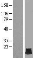 H2AFB2 Protein - Western validation with an anti-DDK antibody * L: Control HEK293 lysate R: Over-expression lysate