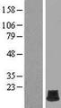 H2AFB2 Protein - Western validation with an anti-DDK antibody * L: Control HEK293 lysate R: Over-expression lysate