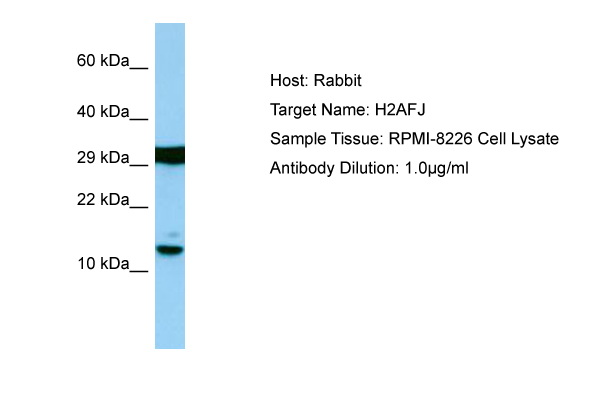 H2AFJ Antibody -  This image was taken for the unconjugated form of this product. Other forms have not been tested.