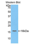 H2AFJ Antibody - Western blot of recombinant H2AFJ.  This image was taken for the unconjugated form of this product. Other forms have not been tested.