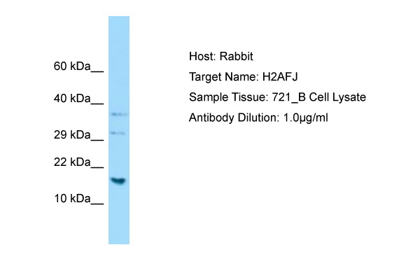 H2AFJ Antibody -  This image was taken for the unconjugated form of this product. Other forms have not been tested.