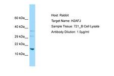 H2AFJ Antibody -  This image was taken for the unconjugated form of this product. Other forms have not been tested.