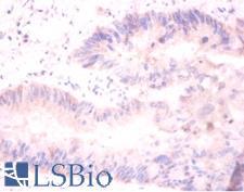 H2AFJ Antibody - Immunohistochemistry of paraffin-embedded mouse liver using H2AFJ antibody at dilution of 1:100.