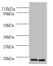 H2AFJ Antibody - Western blot All lanes: H2AFJ antibody at 2µg/ml Lane 1: Mouse brain tissue Lane 2: MCF-7 whole cell lysate Secondary Goat polyclonal to rabbit IgG at 1/10000 dilution Predicted band size: 15, 17 kDa Observed band size: 15 kDa