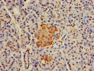 H2AFJ Antibody - Immunohistochemistry of paraffin-embedded human pancreatic tissue using H2AFJ Antibody at dilution of 1:100