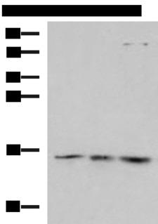 H2AFJ Antibody - Western blot analysis of Mouse brain tissue 231 Jurkat cell lysates  using H2AFJ Polyclonal Antibody at dilution of 1:800