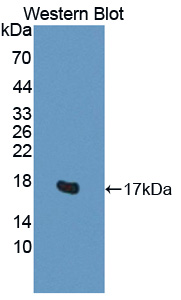 H2AFV Antibody - Western blot of H2AFV antibody.