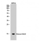 H2AFX / H2AX Antibody - Western blot of Histone H2A.X antibody