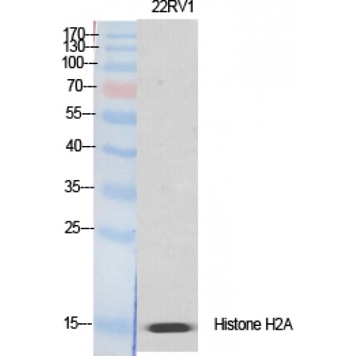H2AFX / H2AX Antibody - Western blot of Histone H2A.X antibody