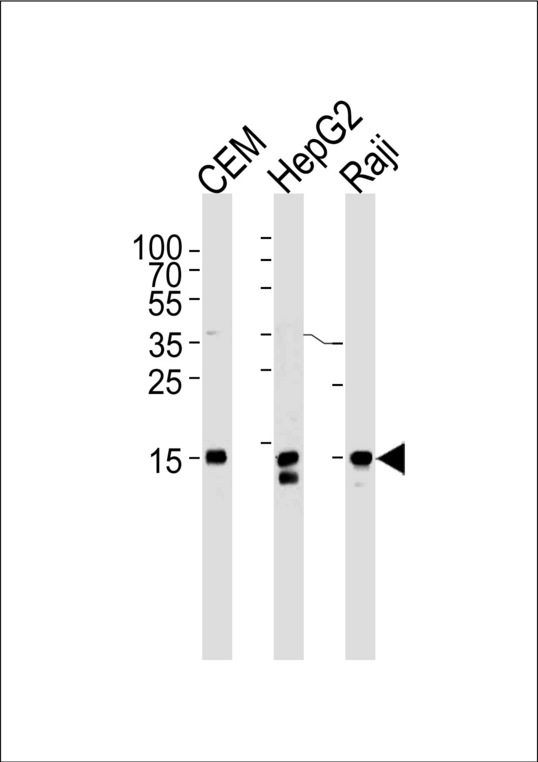 H2AFX / H2AX Antibody - H2AFX Antibody western blot of CEM,HepG2,Raji cell line lysates (35 ug/lane). The H2AFX antibody detected the H2AFX protein (arrow).