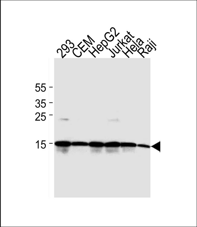 H2AFX / H2AX Antibody - Western blot of lysates from 293, CEM, HepG2, Jurkat, HeLa, Raji cell line(from left to right). using H2AFX Antibody. Antibody was diluted at 1:2000 at each lane. A goat anti-mouse IgG H&L (HRP) at 1:3000 dilution was used as the secondary antibody. Lysates at 35ug per lane.