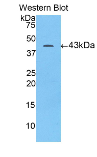 H2AFX / H2AX Antibody - Western blot of recombinant H2AX.  This image was taken for the unconjugated form of this product. Other forms have not been tested.