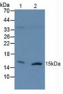 H2AFX / H2AX Antibody - Western Blot; Lane1: Human 293T Cells; Lane2: Human Raji Cells.