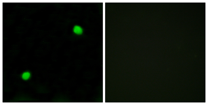 H2AFX / H2AX Antibody - Immunofluorescence analysis of COS7 cells, using Histone H2AXÂ Antibody. The picture on the right is blocked with the synthesized peptide.